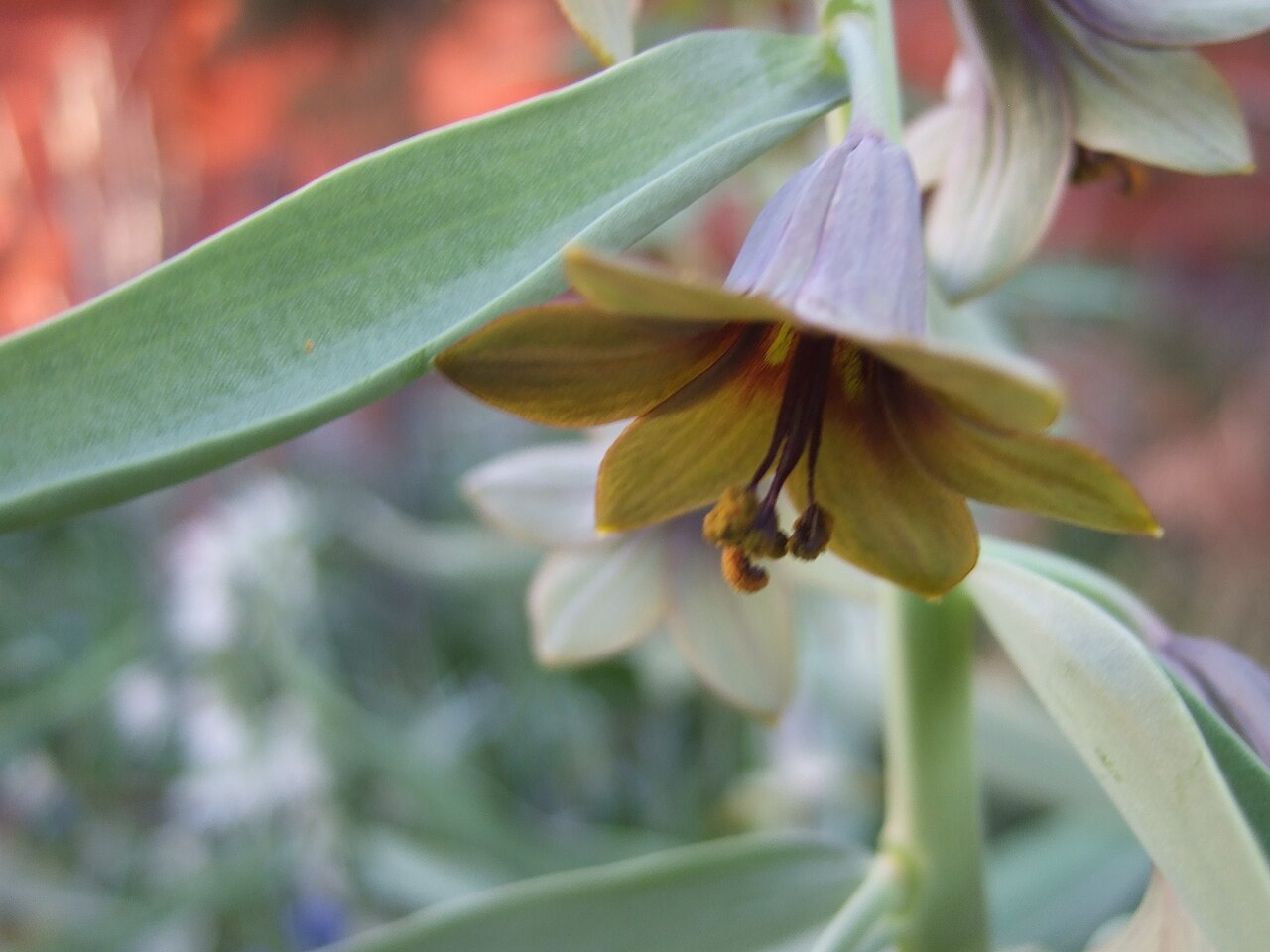Fritillaria sewerzowii: Fritillaria sewerzowii