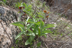 Fritillaria sewerzowii (Fritillaria sewerzowii)