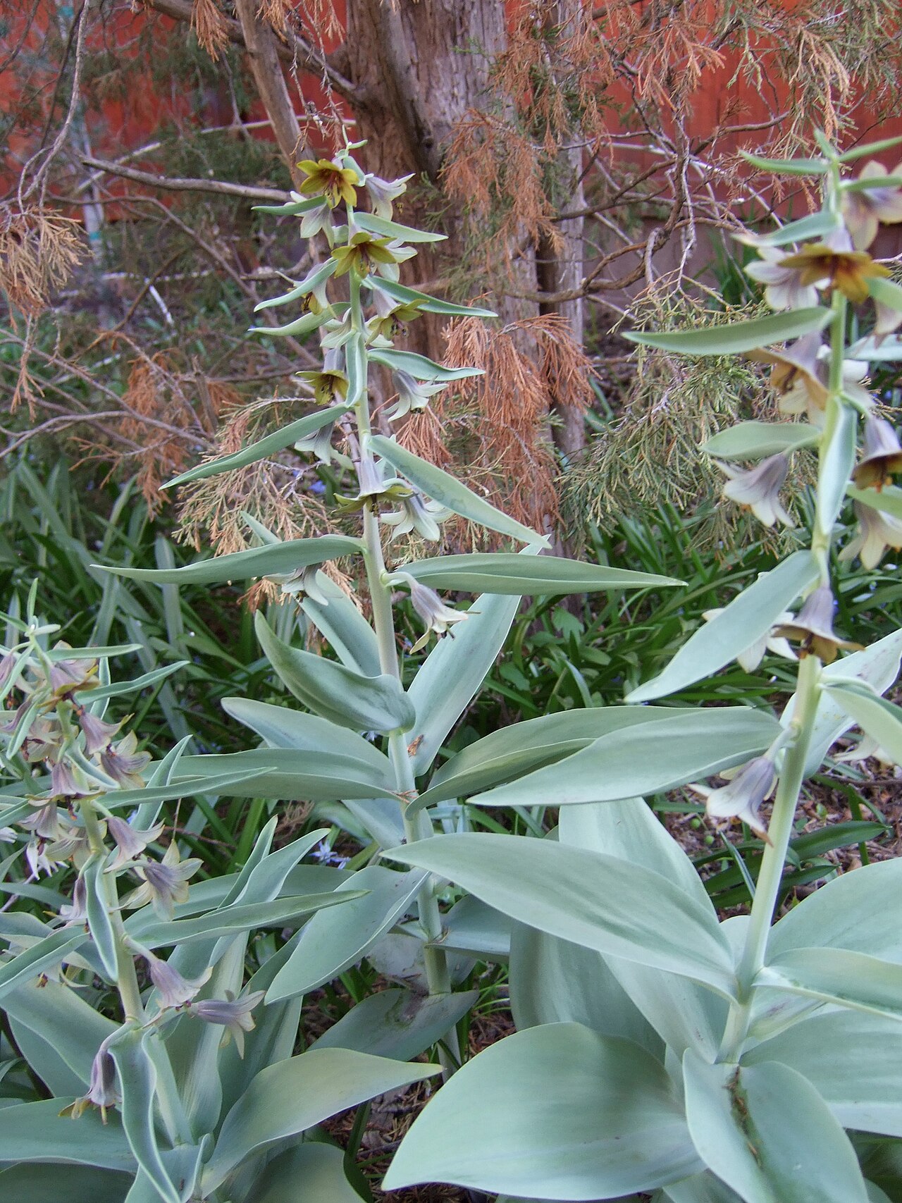 Fritillaria sewerzowii: Fritillaria sewerzowii