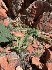 Fritillaria sewerzowii (Fritillaria sewerzowii)
