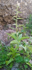 Fritillaria sewerzowii (Fritillaria sewerzowii)