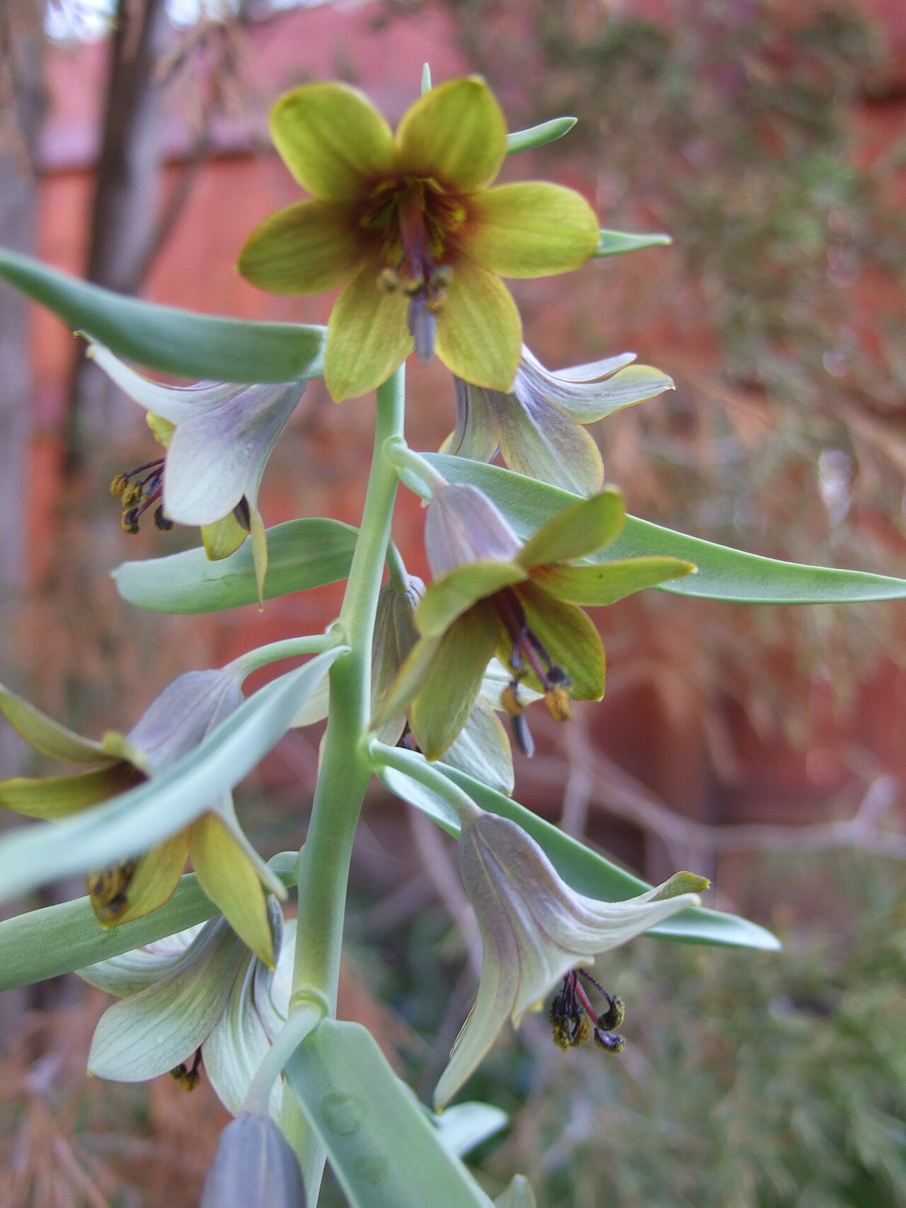 Fritillaria sewerzowii: Fritillaria sewerzowii