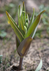 Fritillaria sewerzowii (Fritillaria sewerzowii)