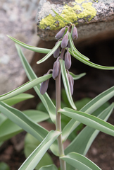 Fritillaria sewerzowii (Fritillaria sewerzowii)