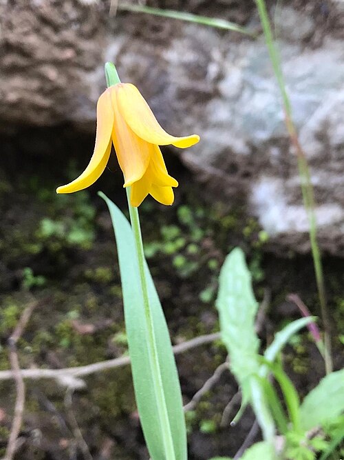 Fritillaria sibthorpiana: Fritillaria sibthorpiana