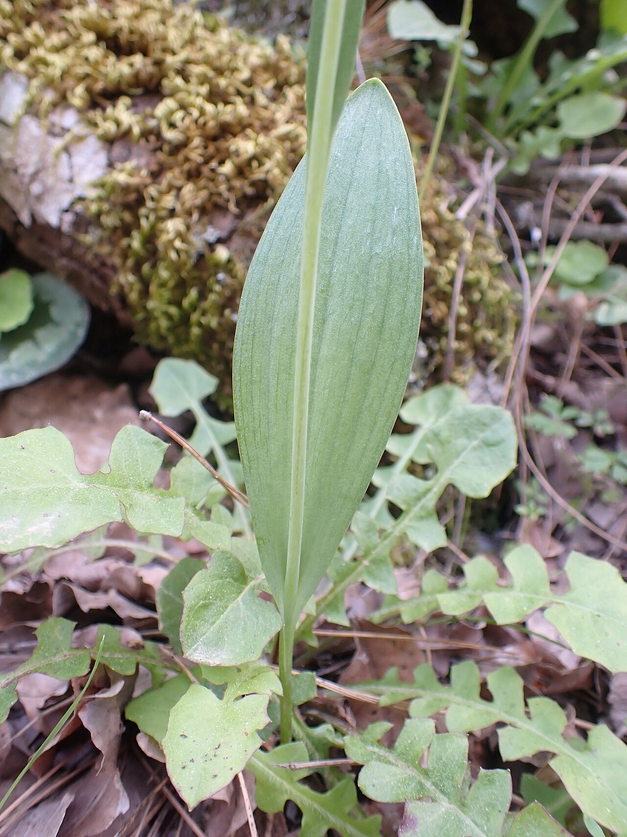 Fritillaria sibthorpiana: Fritillaria sibthorpiana