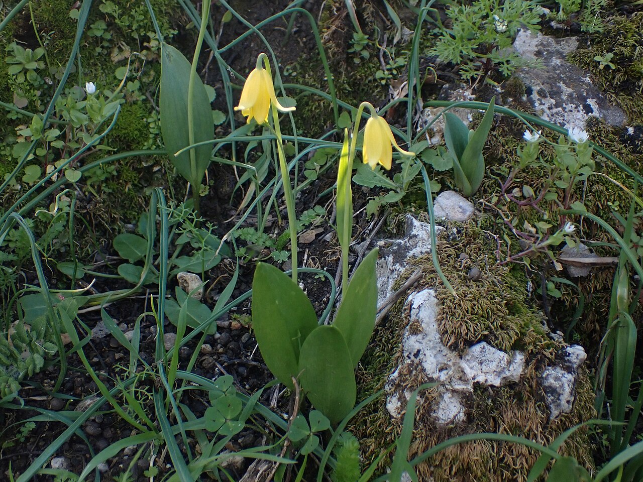 Fritillaria sibthorpiana: Fritillaria sibthorpiana
