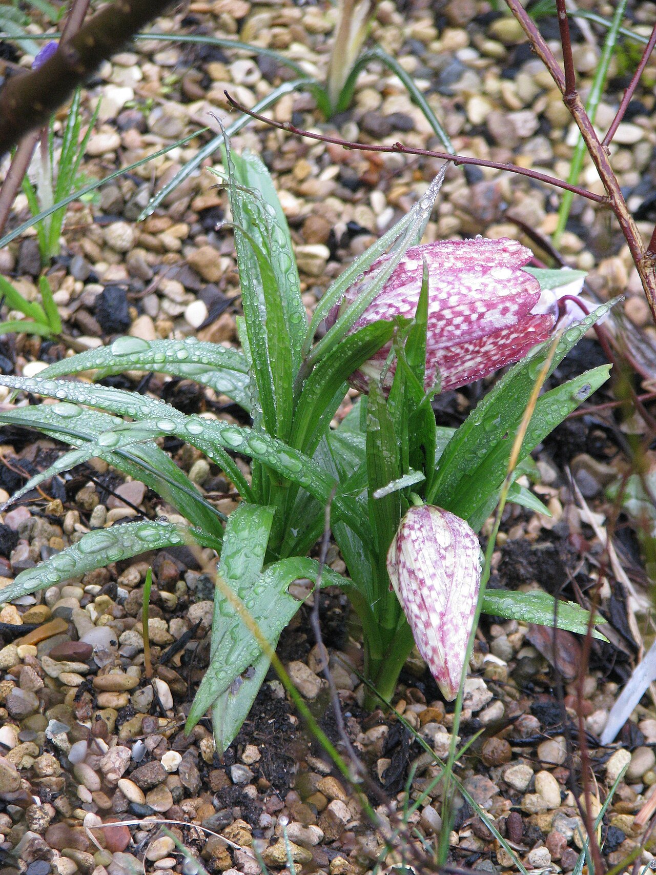 Fritillaria sinica: Fritillaria sinica Pink form?
