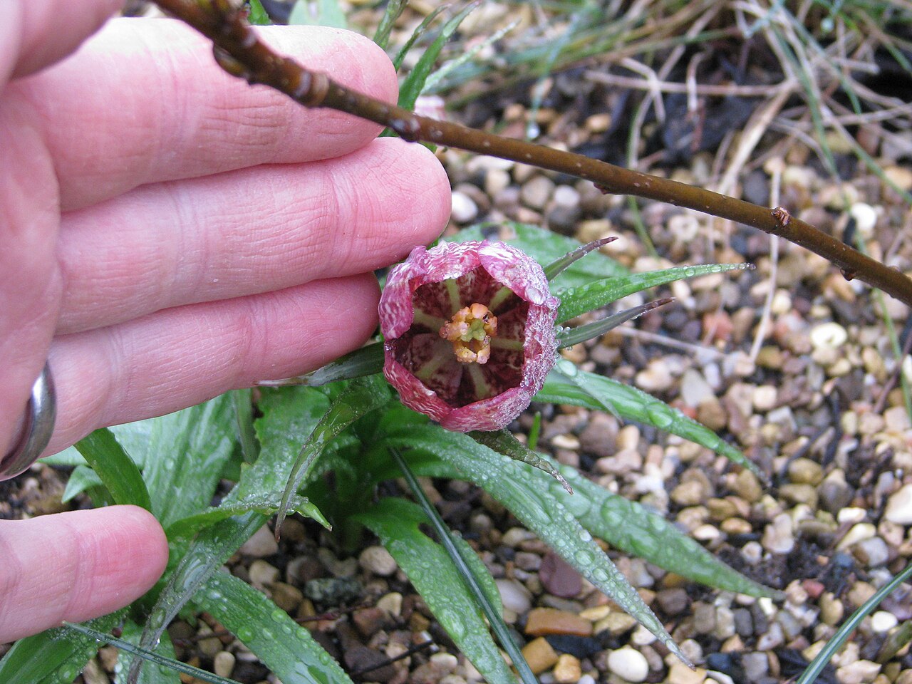 Fritillaria sinica: Fritillaria sinica Pink form?