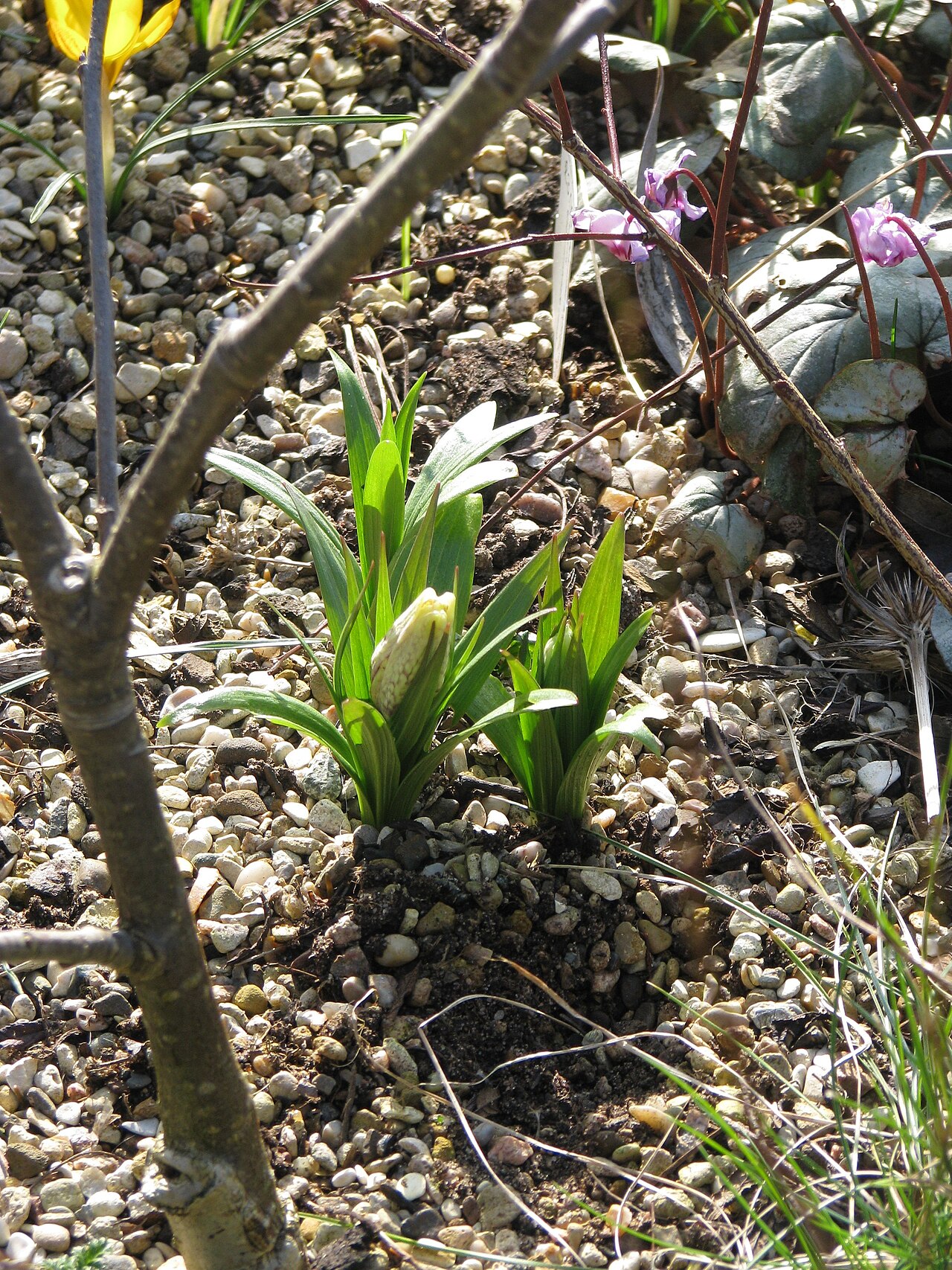 Fritillaria sinica: Another shot of this peculiar plant bought from Cotswolds a few years back. Can anyone confirm this id, or not?