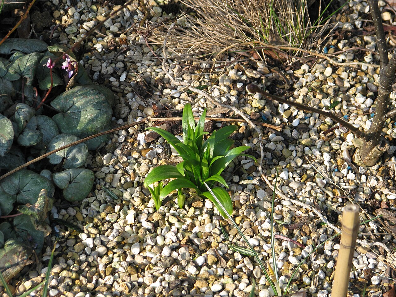 Fritillaria sinica: I'm very excited about this one. It doesn't look like much yet but I didn't expect ever to see it again. I got it from Cotswold's last year for a fiver. Had no
