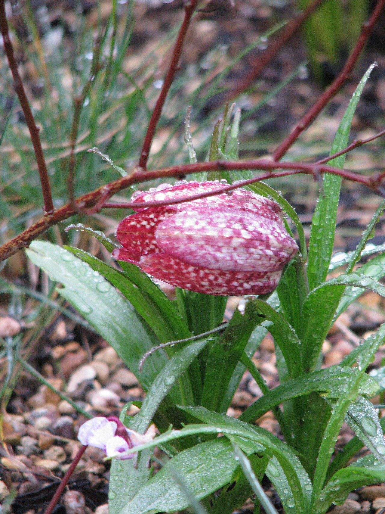 Fritillaria sinica: I was thinking that 'pink' was perhaps a bit of an exaggeration but actually I'd now describe it as red. The camera really doesn't do the colour justice.