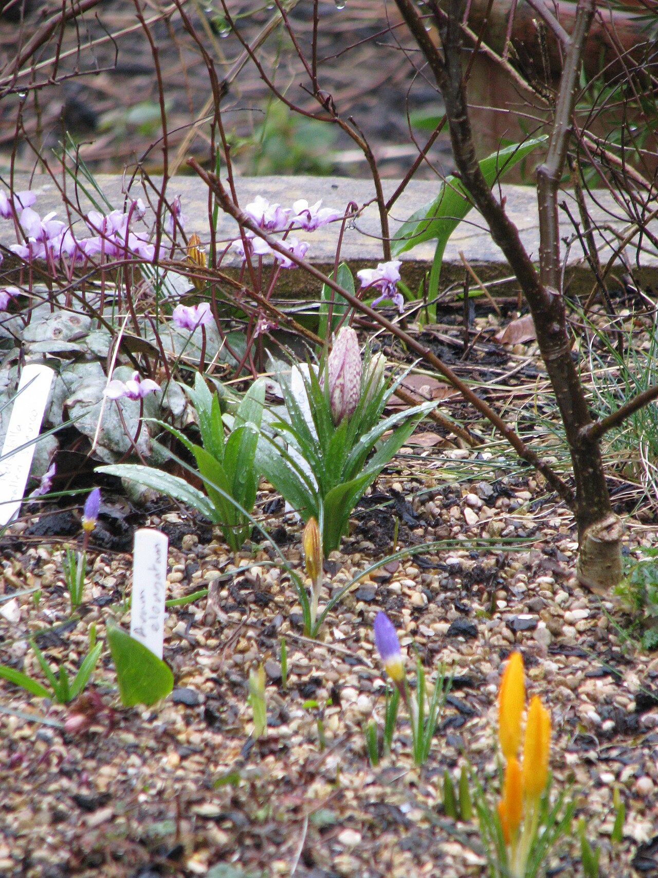 Fritillaria sinica: And little further... Still don't know for sure what this is. Can anyone confirm?