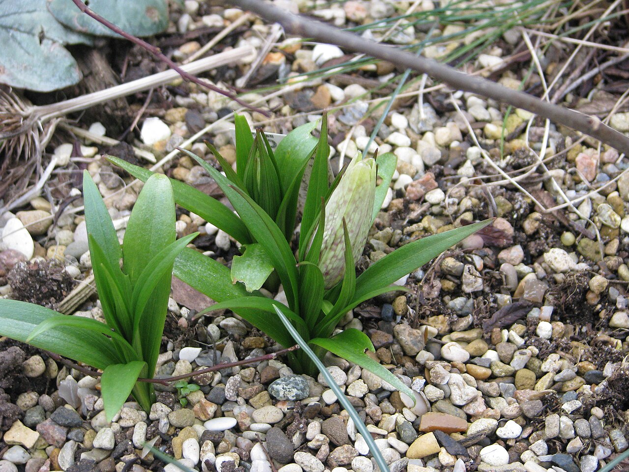 Fritillaria sinica: or at least that's what the label said when I got it from Cotswold's a few years back, flowering for the first time. Do you think it's supposed to look like tha