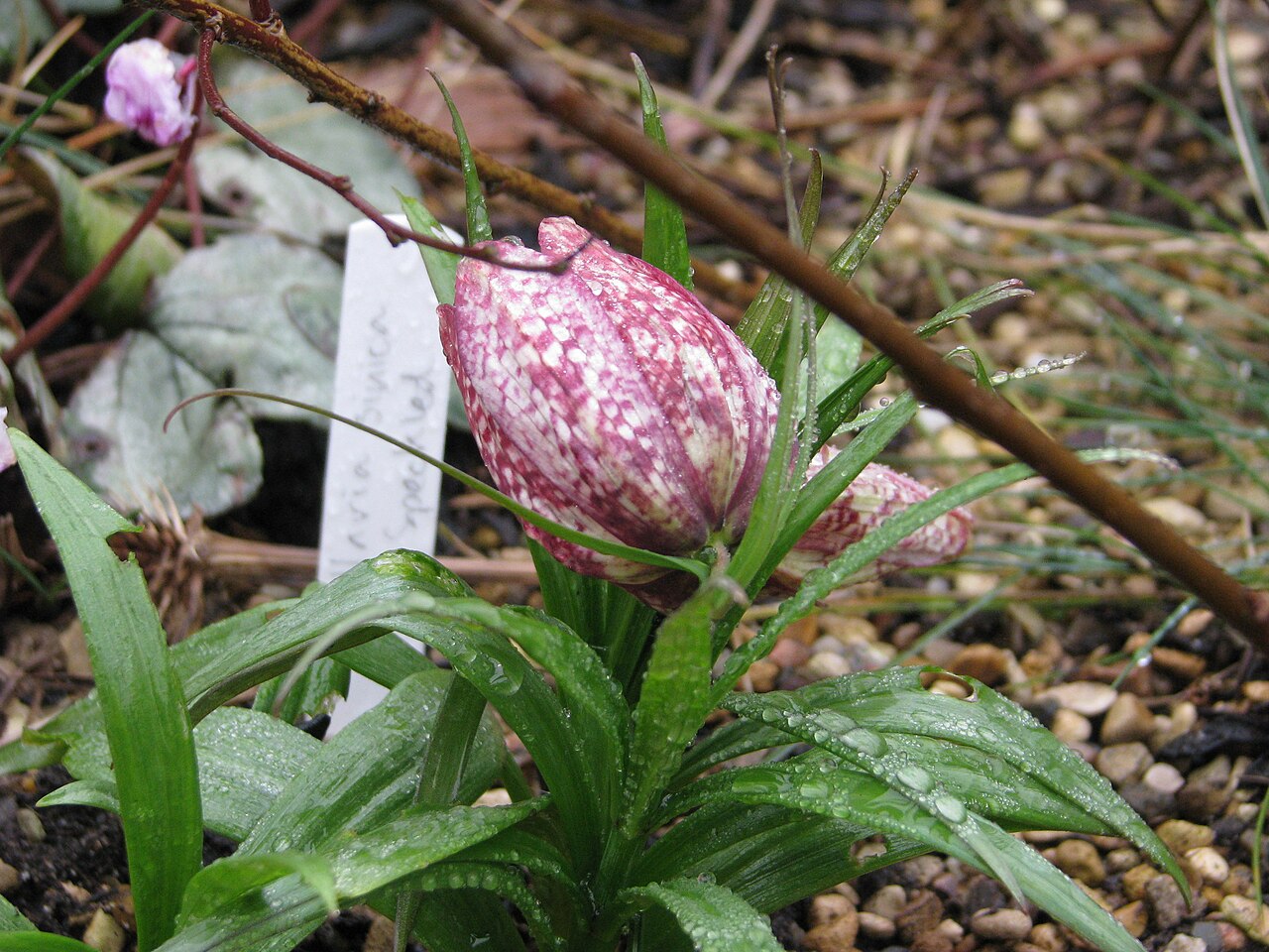 Fritillaria sinica: Finally fully out and completely fantastic.