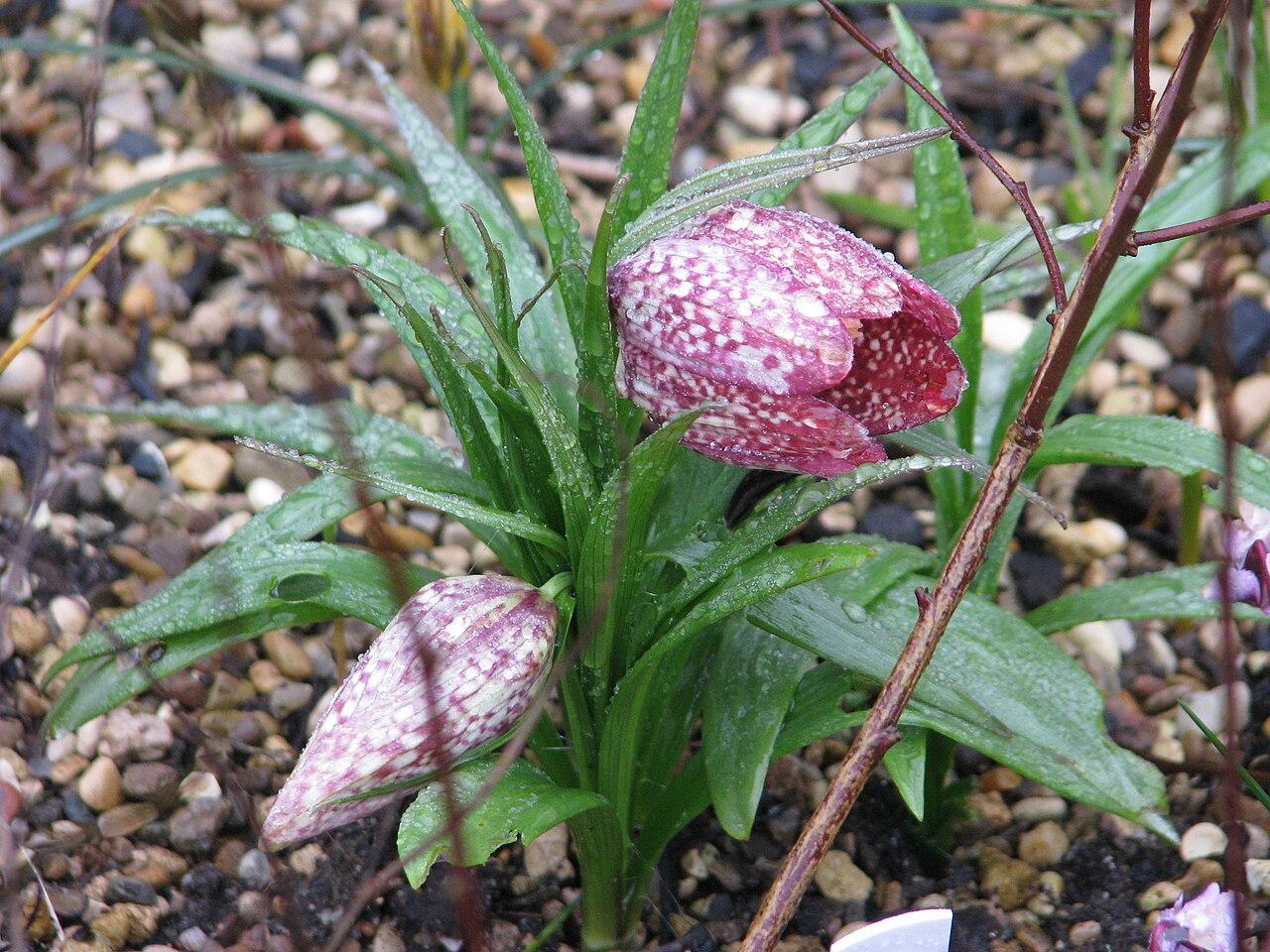 Fritillaria sinica: I didn't notice at the time that there's a little black slug in there. Obviously it is no more... There has been some slug damage but really not that much.