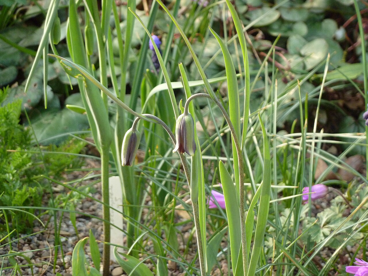 Fritillaria sinica: I was surprised when this arrived. Ordering from Cotswold Garden Flowers can be a bit of a lucky dip - you never know which of the things you've ordered will ar