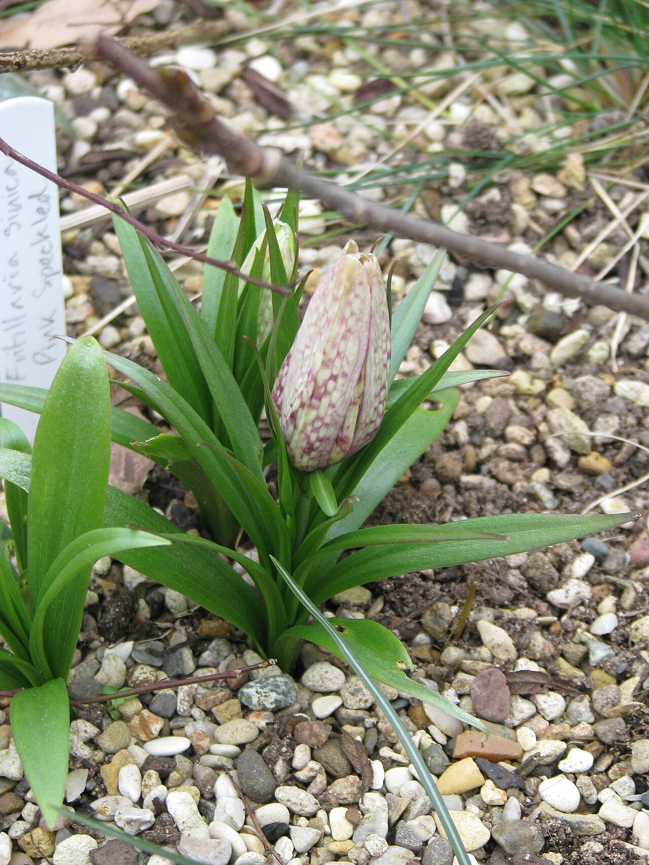 Fritillaria sinica: A little further out...