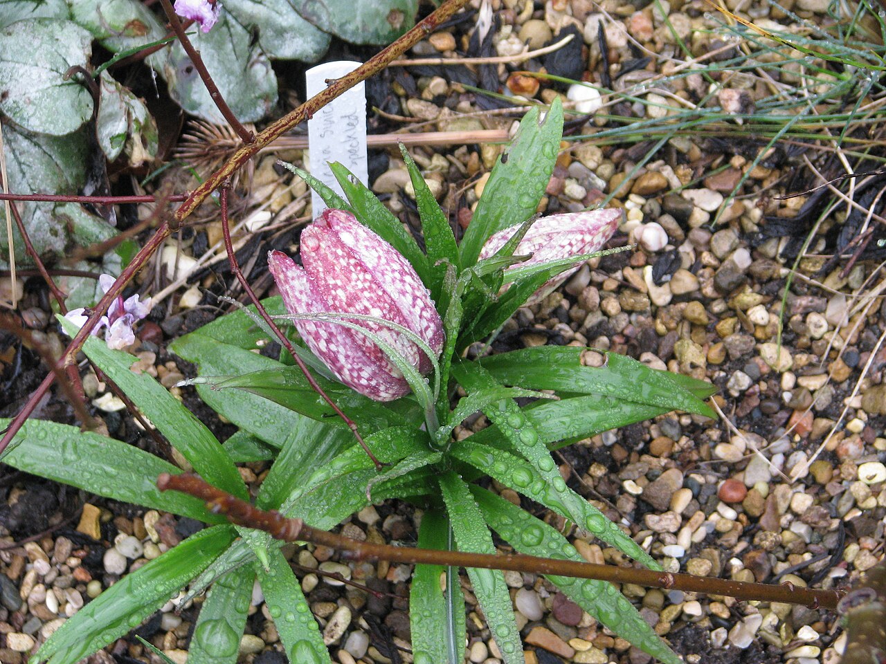 Fritillaria sinica: Particularly remarkable for doing so well (and increasing) in my rather random raised bed. Clearly a very tough plant indeed.