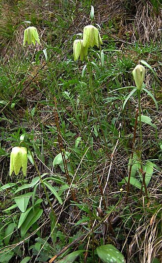 Fritillaria sonnikovae: Fritillaria sonnikovae