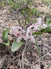 Fritillaria stenanthera (Fritillaria stenanthera)
