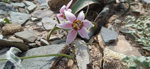Fritillaria stenanthera (Fritillaria stenanthera)
