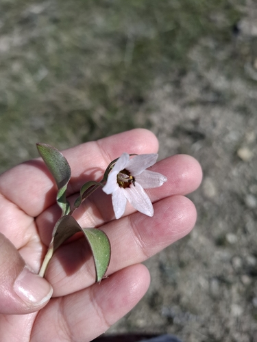 Fritillaria stenanthera (Fritillaria stenanthera)