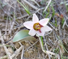 Fritillaria stenanthera (Fritillaria stenanthera)
