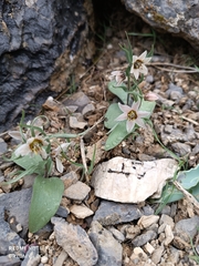 Fritillaria stenanthera (Fritillaria stenanthera)