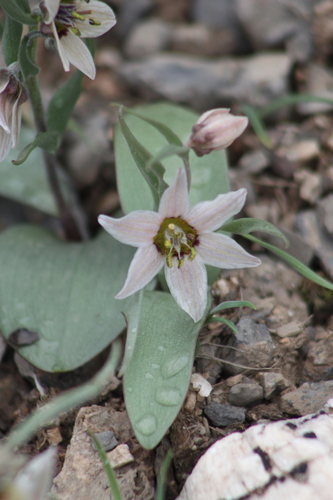 Fritillaria stenanthera (Fritillaria stenanthera)