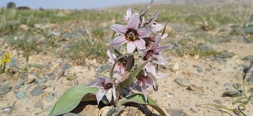 Fritillaria stenanthera (Fritillaria stenanthera)