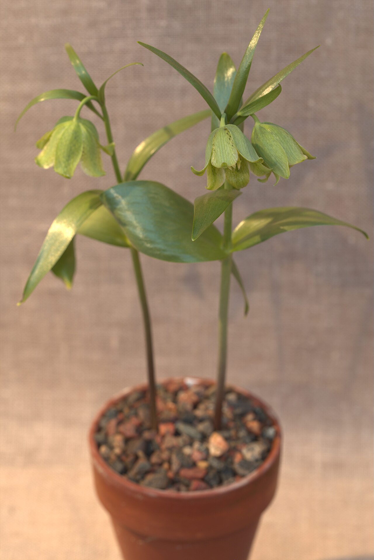 Fritillaria straussii: Fritillaria straussii in Gothenburg Botanical Garden. Plant id: 1994-2268 p W -- Bak. Khan.