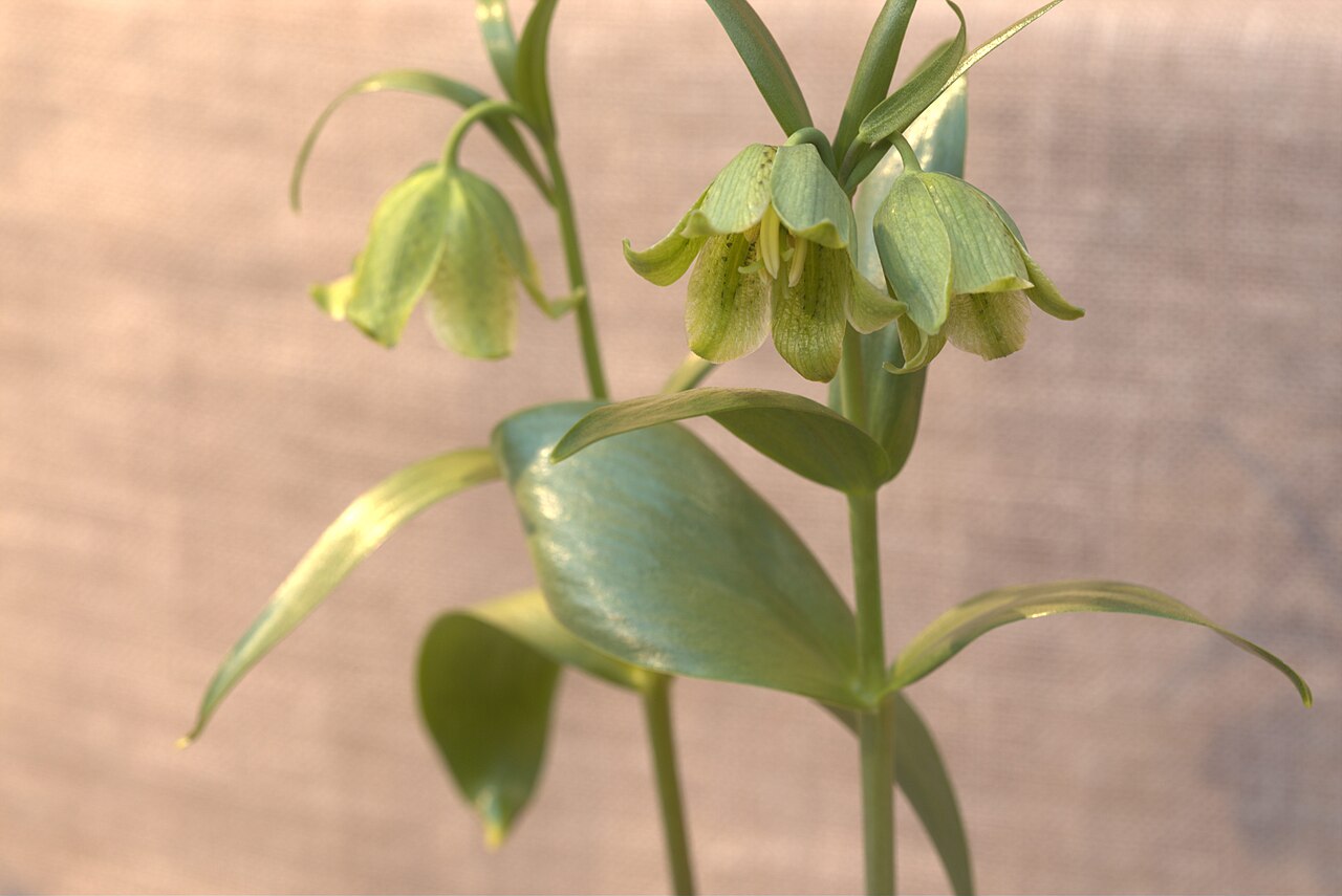 Fritillaria straussii: Fritillaria straussii in Gothenburg Botanical Garden. Plant id: 1994-2268 p W -- Bak. Khan.