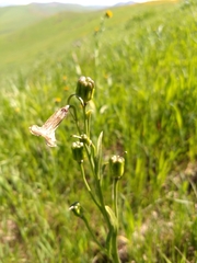 Striped abobe lily (Fritillaria striata)