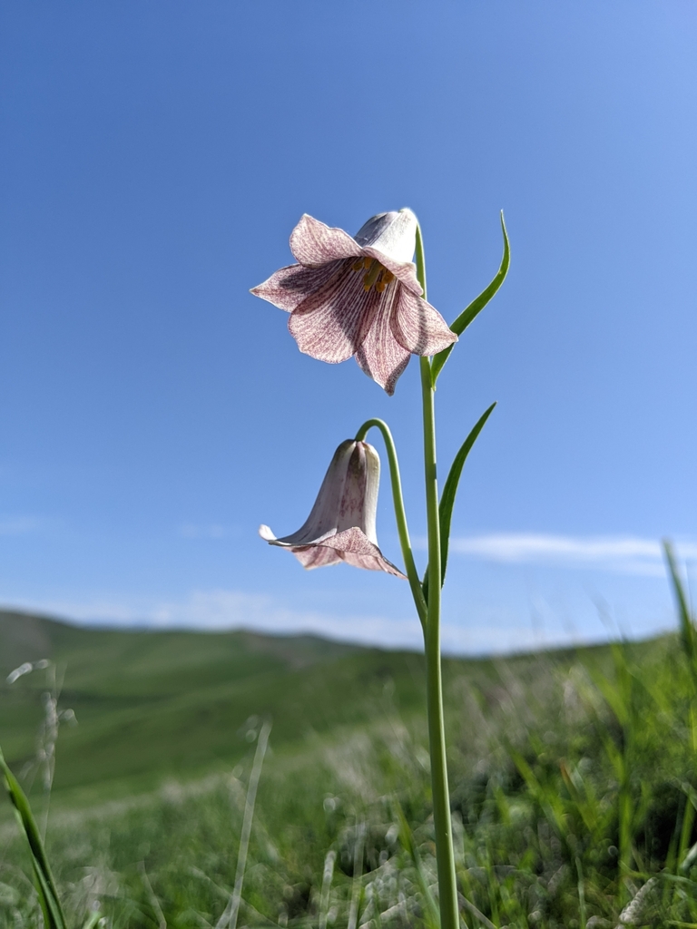 Striped abobe lily (Fritillaria striata)