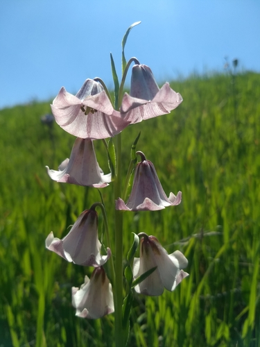 Striped abobe lily (Fritillaria striata)