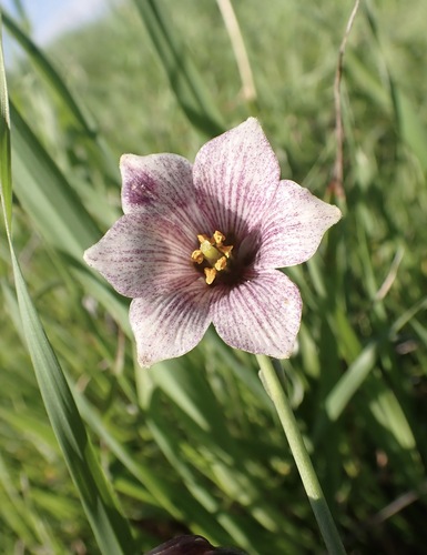 Striped abobe lily (Fritillaria striata)