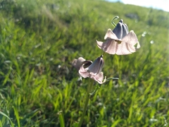 Striped abobe lily (Fritillaria striata)