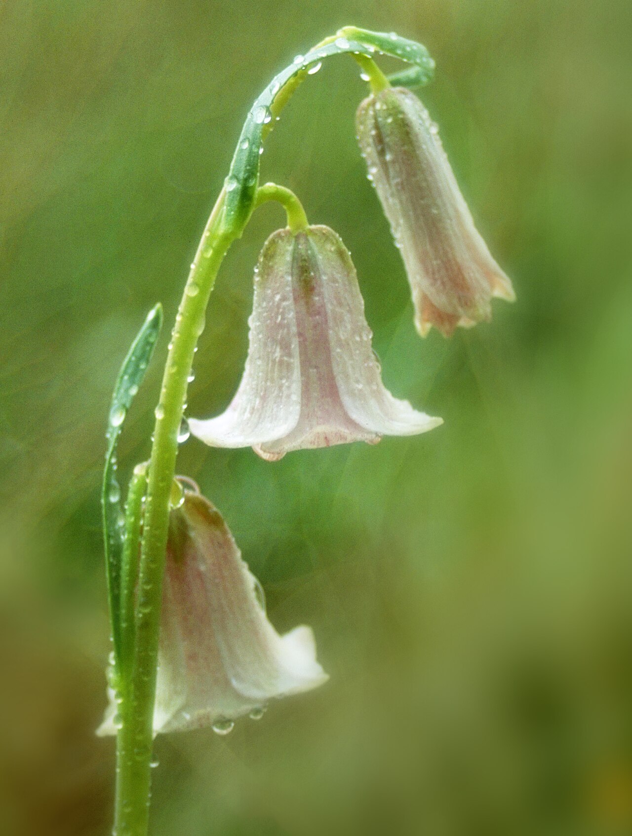 Striped abobe lily: Fritillaria striata (striped adobe lily). Striped adobe lily (Fritillaria striata) is a rare plant from open clay soils in the southern foothills of the Sierra