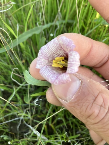 Striped abobe lily (Fritillaria striata)