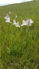 Striped abobe lily (Fritillaria striata)