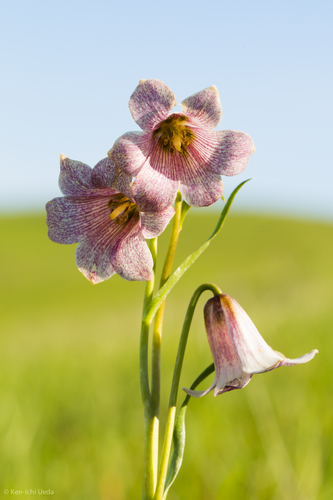 Striped abobe lily (Fritillaria striata)