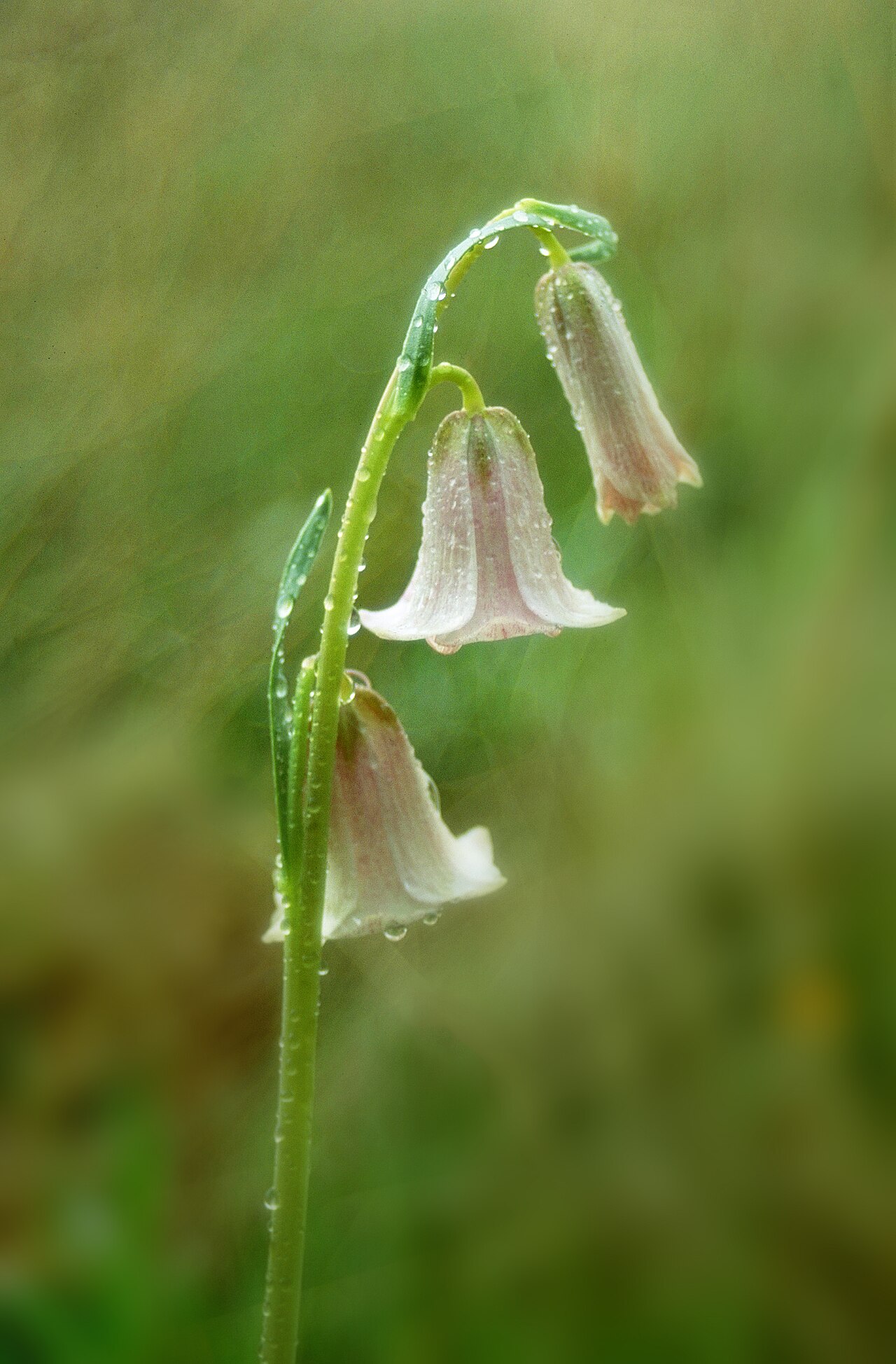 Striped abobe lily: Fritillaria striata (striped adobe lily). Striped adobe lily (Fritillaria striata) is a rare plant from open clay soils in the southern foothills of the Sierra