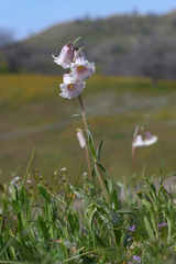 Striped abobe lily (Fritillaria striata)