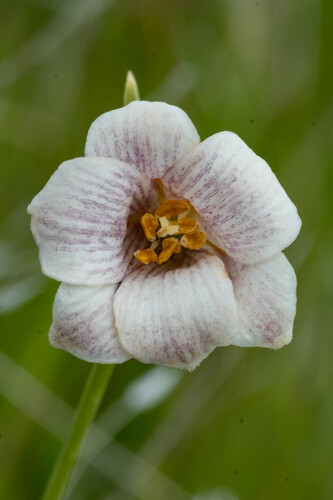 Striped abobe lily (Fritillaria striata)