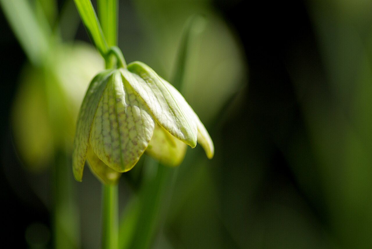 Fritillaria thunbergii: Fritillaria verticillata var. thunbergii