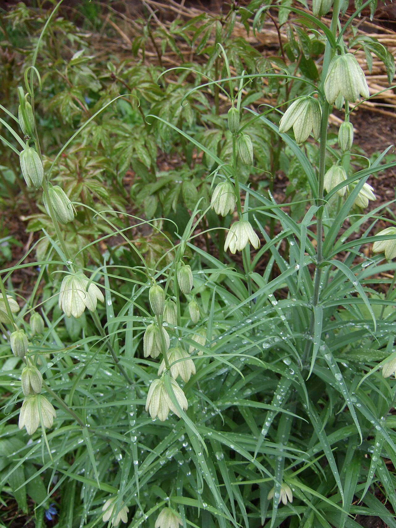 Fritillaria thunbergii: Fritillaria thunbergii