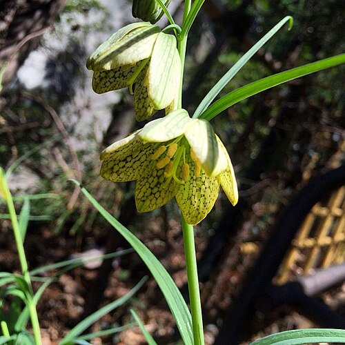 Fritillaria thunbergii: アミガサユリ Fritillaria verticillata var. thunbergii