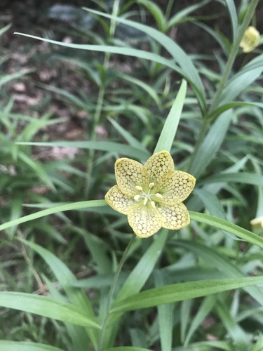 Fritillaria thunbergii (Fritillaria thunbergii)