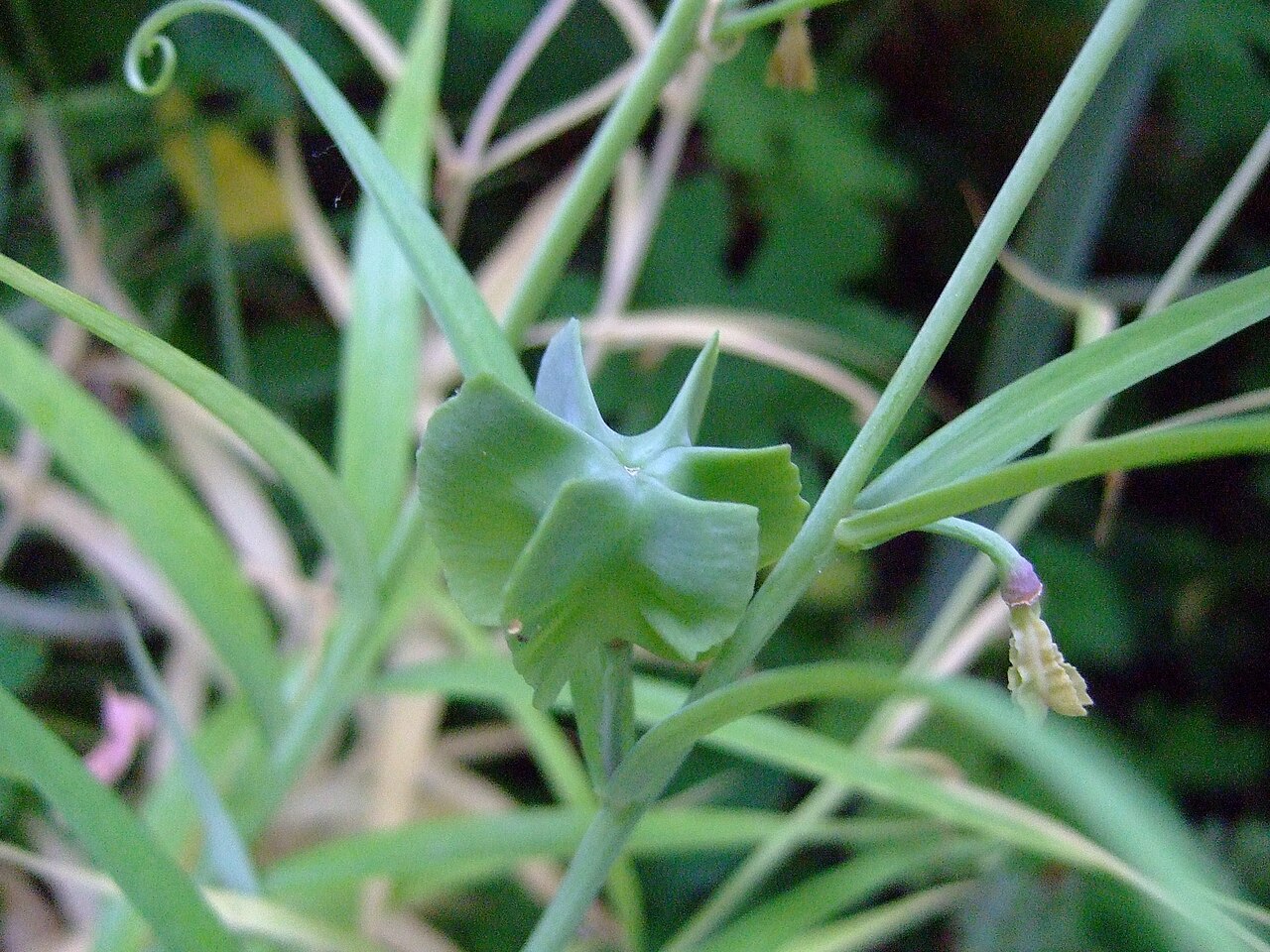 Fritillaria thunbergii: Fruit of Fritillaria thunbergii .